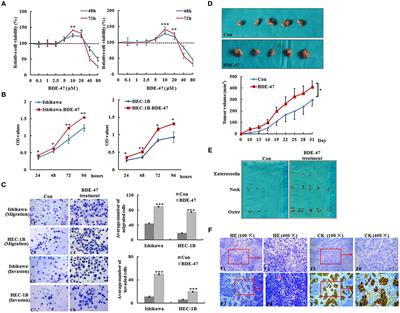 Chronic BDE-47 Exposure Aggravates Malignant Phenotypes and Chemoresistance by Activating ERK Through ERα and GPR30 in Endometrial Carcinoma